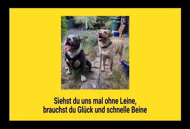 ... schnelle Beine Hunde Schild informativ auffallend nachdrücklich schilder selbst gestalten