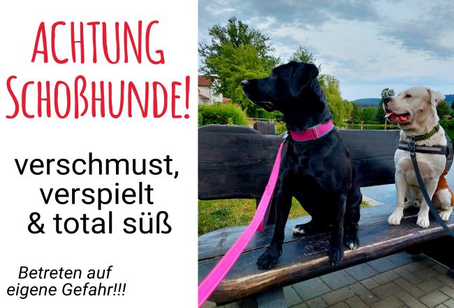 ACHTUNG Schosshunde Hunde Schild smart kreativ auffallend schilder selbst gestalten