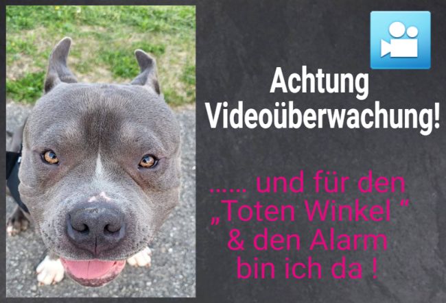 Achtung Videoüberwachung Hunde Schild smart kreativ informativ schilder selbst gestalten