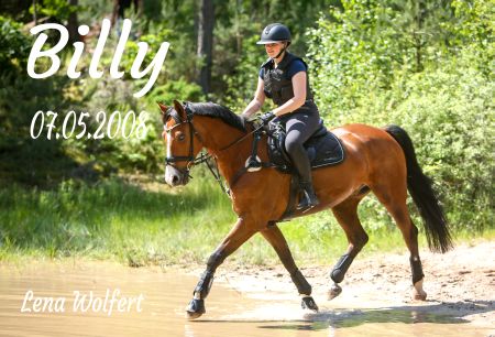 Billy Pferde Schild bunt informativ auffallend schilder selbst gestalten