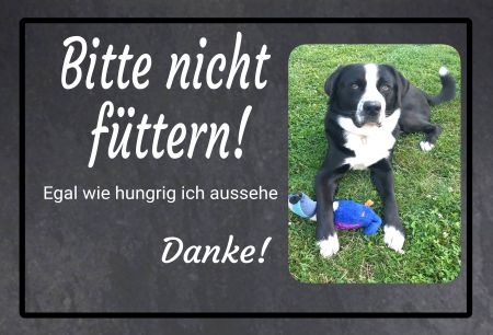 Bitte nicht füttern! Hunde Schild spannend kreativ informativ auffallend schilder selbst gestalten