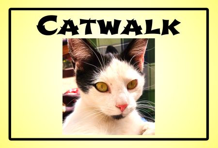 CATWALK Katzen Schild spannend kreativ informativ auffallend schilder selbst gestalten