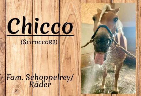 Chicco Pferde Schild kreativ informativ auffallend schilder selbst gestalten