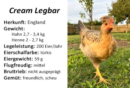 Cream Legbar Tiere Schild bunt informativ auffallend schilder selbst gestalten