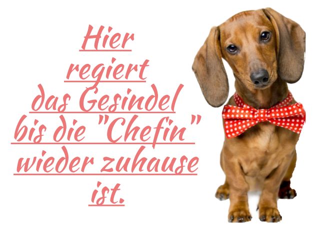 Das Gesindel regiert Hunde Schild smart spritzig informativ auffallend lustig schilder selbst gestalten