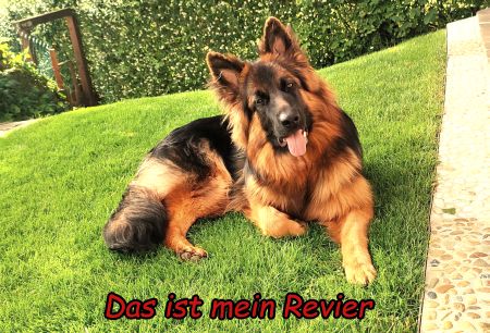 Das ist mein Revier Hunde Schild spannend informativ auffallend schilder selbst gestalten