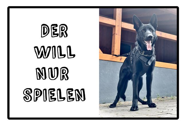 Der will nur spielen Hunde Schild kreativ spritzig auffallend schilder selbst gestalten