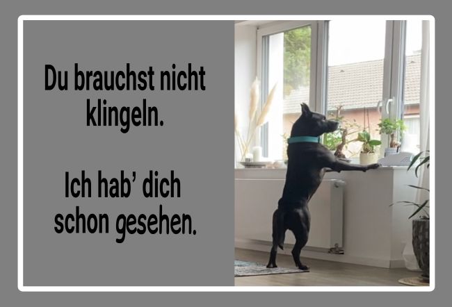 Du brauchst nicht klingeln Hunde Schild smart spritzig auffallend lustig schilder selbst gestalten