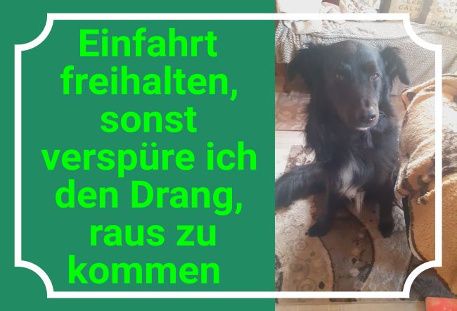 Einfahrt Freihalten mit Hund Warnung-Zutrittverboten Schild spannend kreativ auffallend nachdrücklich schilder selbst gestalten