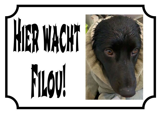 Filou Hunde Schild smart kreativ auffallend schilder selbst gestalten