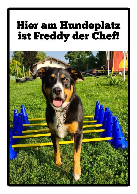 Freddy Hunde Schild smart bunt kreativ auffallend schilder selbst gestalten