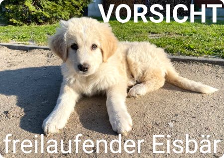 FREILAUFENDER EISBÄR Hunde Schild smart bunt auffallend schilder selbst gestalten