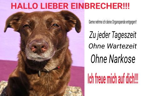 HALLO LIEBER EINBRECHER Hunde Schild spannend kreativ informativ auffallend schilder selbst gestalten