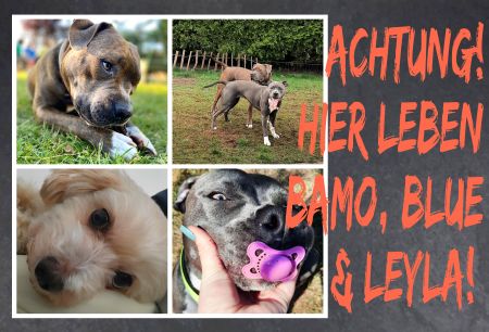 Hier leben Bamo  Blue & Leyla Hunde Schild smart kreativ spritzig schilder selbst gestalten