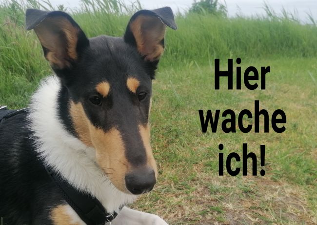 Hier wache ich Hunde Schild smart spritzig auffallend schilder selbst gestalten