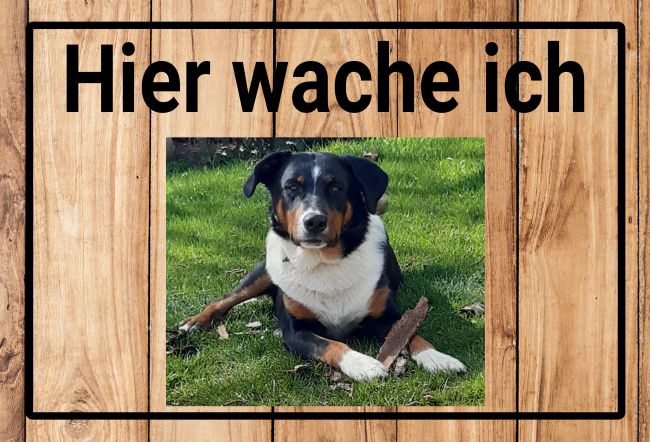 Hier wache ich Hunde Schild bunt kreativ auffallend schilder selbst gestalten