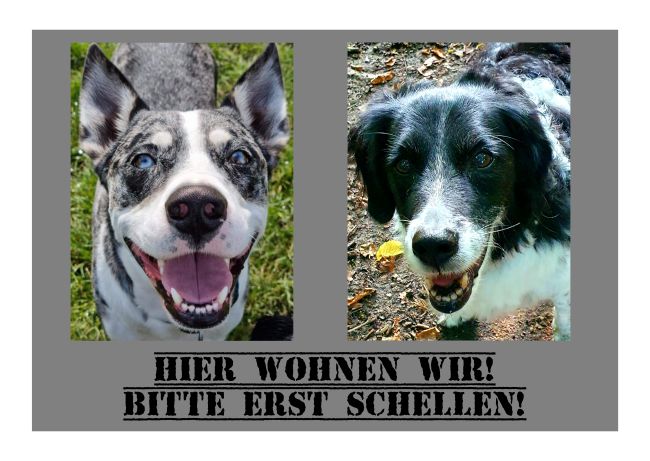 Hier wohnen wir! Hunde Schild bunt informativ auffallend schilder selbst gestalten