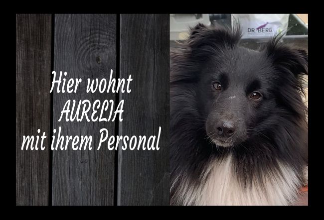 Hier wohnt Aurelia Hunde Schild smart spritzig schilder selbst gestalten