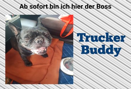 Ich bin der Boss Hunde Schild smart bunt informativ auffallend schilder selbst gestalten