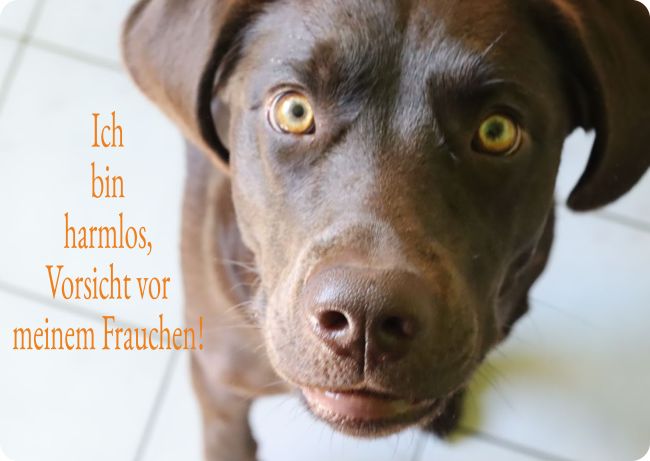 Ich bin harmlos Hunde Schild smart kreativ spritzig schilder selbst gestalten