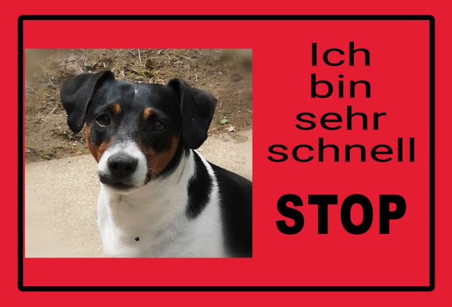 Ich bin sehr schnell Hunde Schild informativ auffallend schilder selbst gestalten