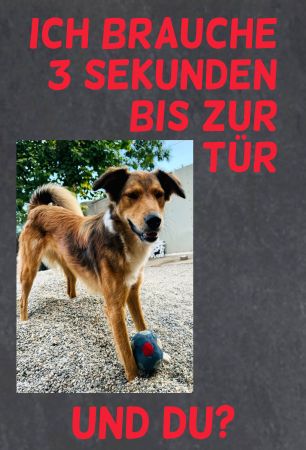 Ich brauche 3 Sekunden ... Hunde Schild spannend kreativ spritzig informativ auffallend schilder selbst gestalten