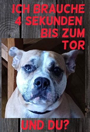 Ich brauche 4 Sekunden.... Hunde Schild smart kreativ informativ auffallend schilder selbst gestalten