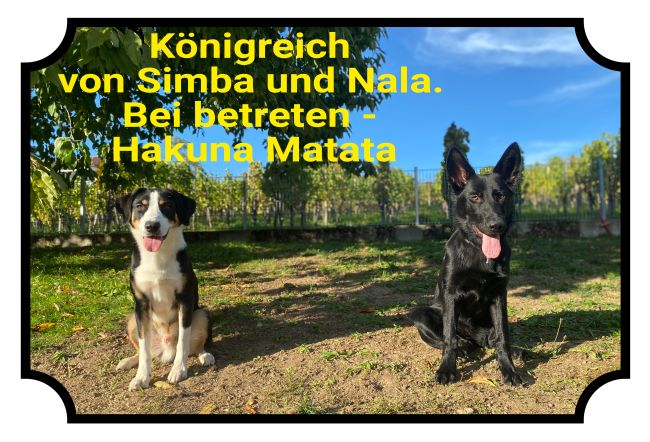 Königreich Simba und Nala Hunde Schild bunt kreativ spritzig schilder selbst gestalten