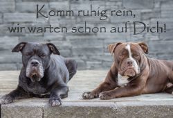 Komm ruhig rein... Hunde Schild smart kreativ spritzig schilder selbst gestalten