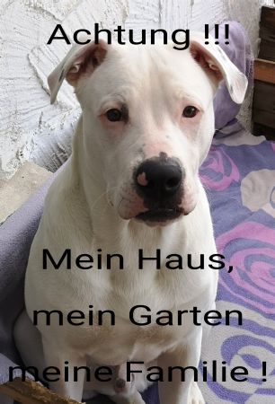 Meine Haus  meine Familie.. Hunde Schild spannend bunt informativ schilder selbst gestalten