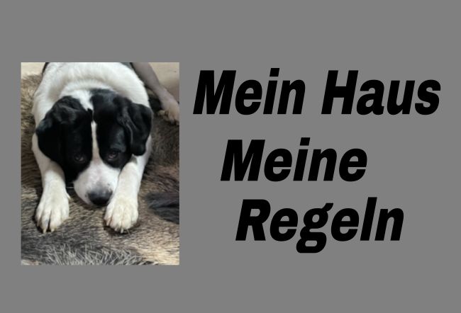 Meine Regeln Hunde Schild kreativ informativ auffallend schilder selbst gestalten