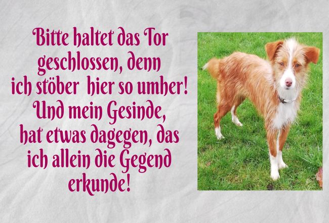 Tor geschlossen halten Hunde Schild smart spritzig auffallend schilder selbst gestalten