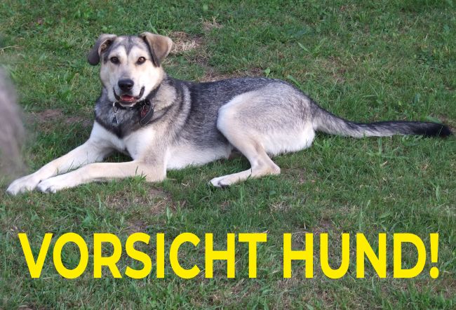 VORSICHT HUND! Hunde Schild smart auffallend nachdrücklich schilder selbst gestalten