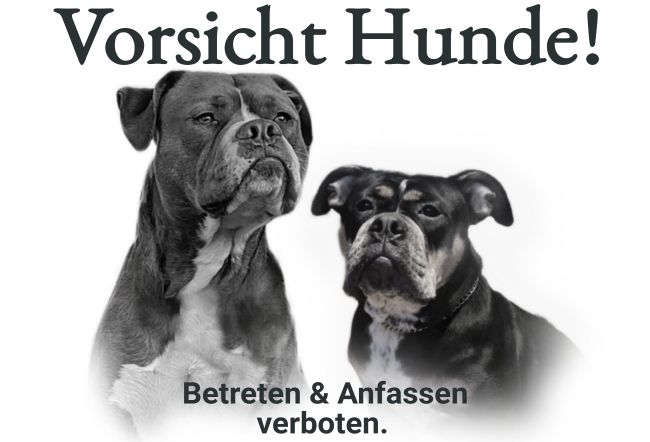 Vorsicht Hunde Hunde Schild smart auffallend schilder selbst gestalten