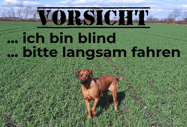 Vorsicht  ich bin blind Hunde Schild smart spannend kreativ schilder selbst gestalten